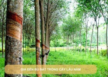 giá đền bù đất trồng cây lâu năm