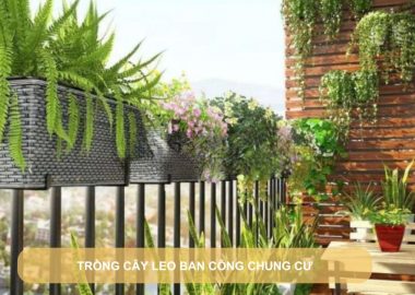 trồng cây leo ban công chung cư