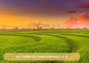 đất trồng cây hàng năm khác là gì