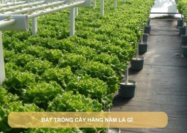 đất trồng cây hằng năm là gì